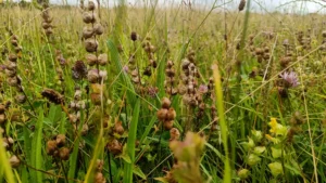 Closeup of meadow grassland with yellow rattle pods prominent