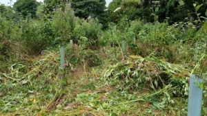 Piles of cut himalayan balsam in a field with young trees in guards dotted in between