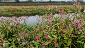 Himalayan balsam with pink flowers on a river bank with river in background