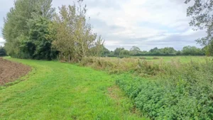 A wide grassy path next to a river with tall poplar trees along the bank