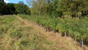 A hedge line with exposed young plants in plastic spirals and cut grass to the left