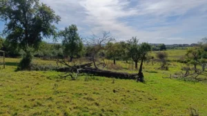 An old orchard in blue sky. fallen fruit tree in foreground