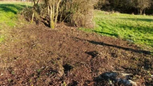 A cleared patch of scrub in the middle of a grassland. Bramble just behind the cleared patch