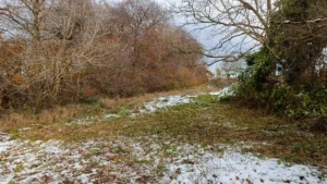 A grassland covered in snow in the foreground, a woodland edge on the left and cut scrub on the right