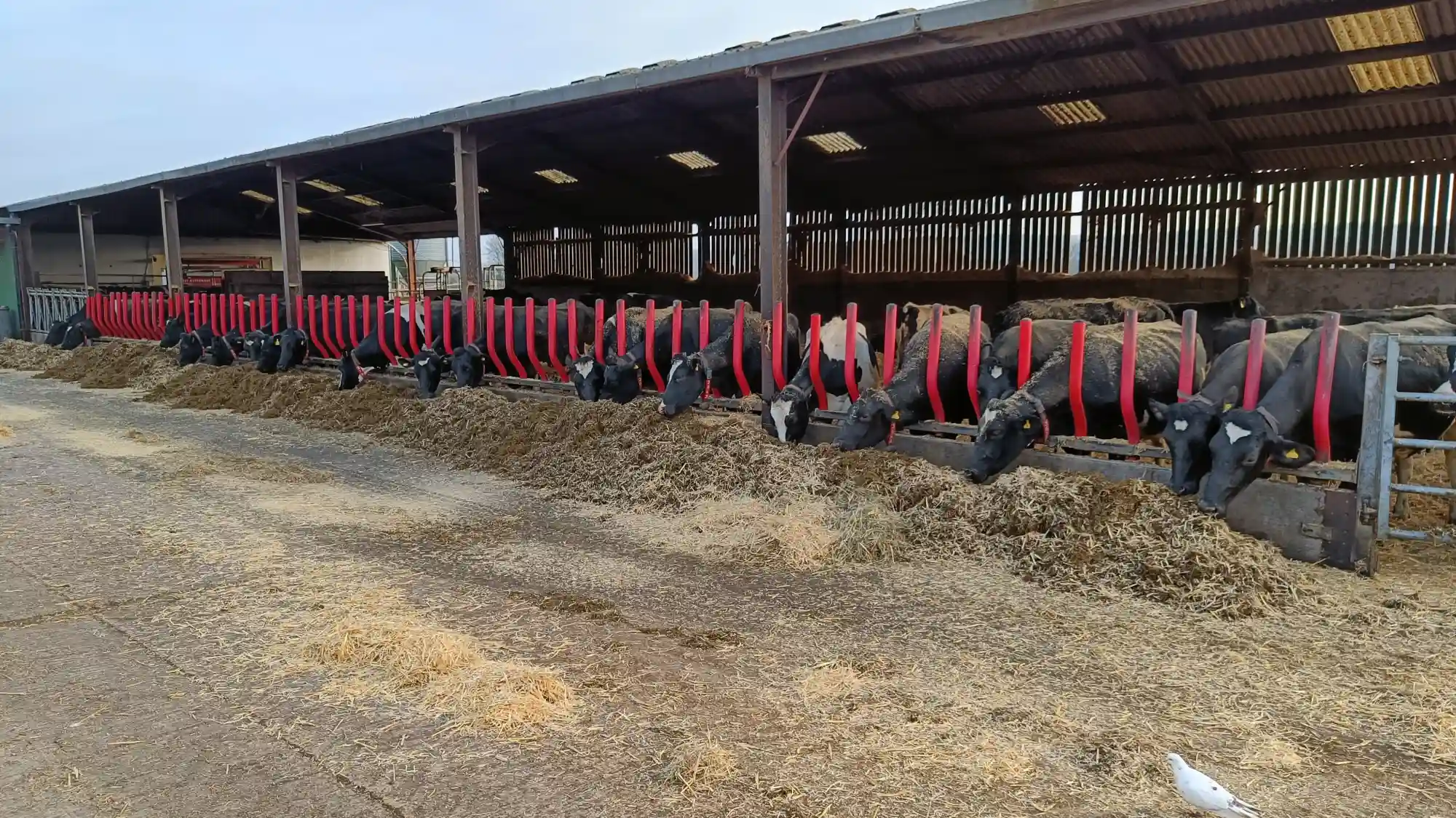 A line of cows in a barn poking their heads through to eat hay