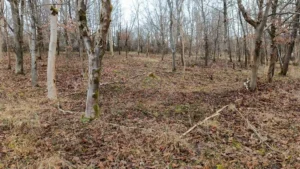 A woodland with cleared floor and logs forming a square in the middle
