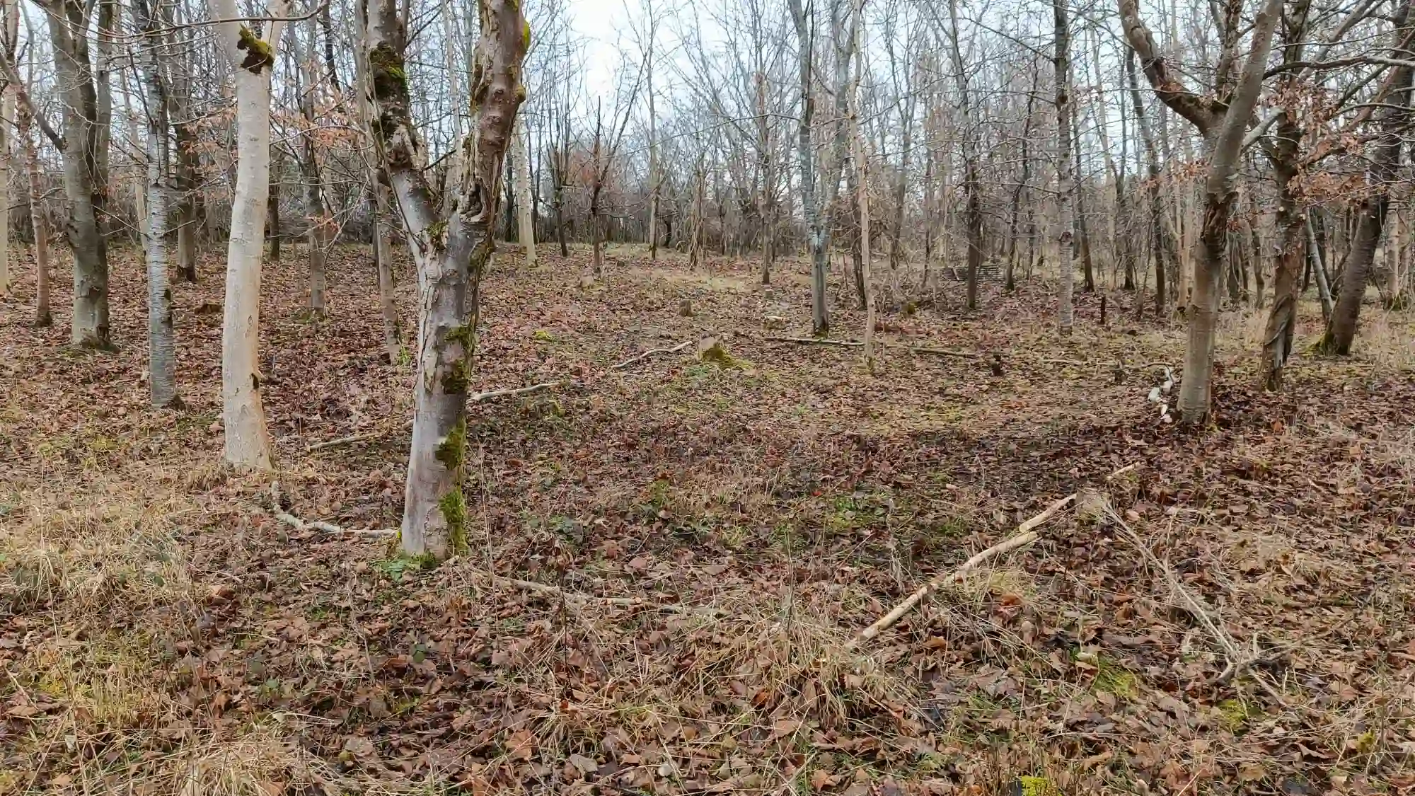 A woodland with cleared floor and logs forming a square in the middle
