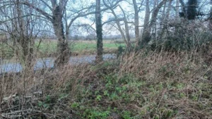 River poking through vegetation and tall trees