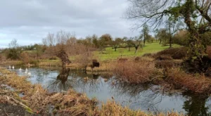 A canal with an orchard in the background on a slope. Family of swans on the canal