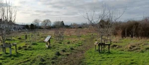 An orchard in winter with many well pruned trees and short grass
