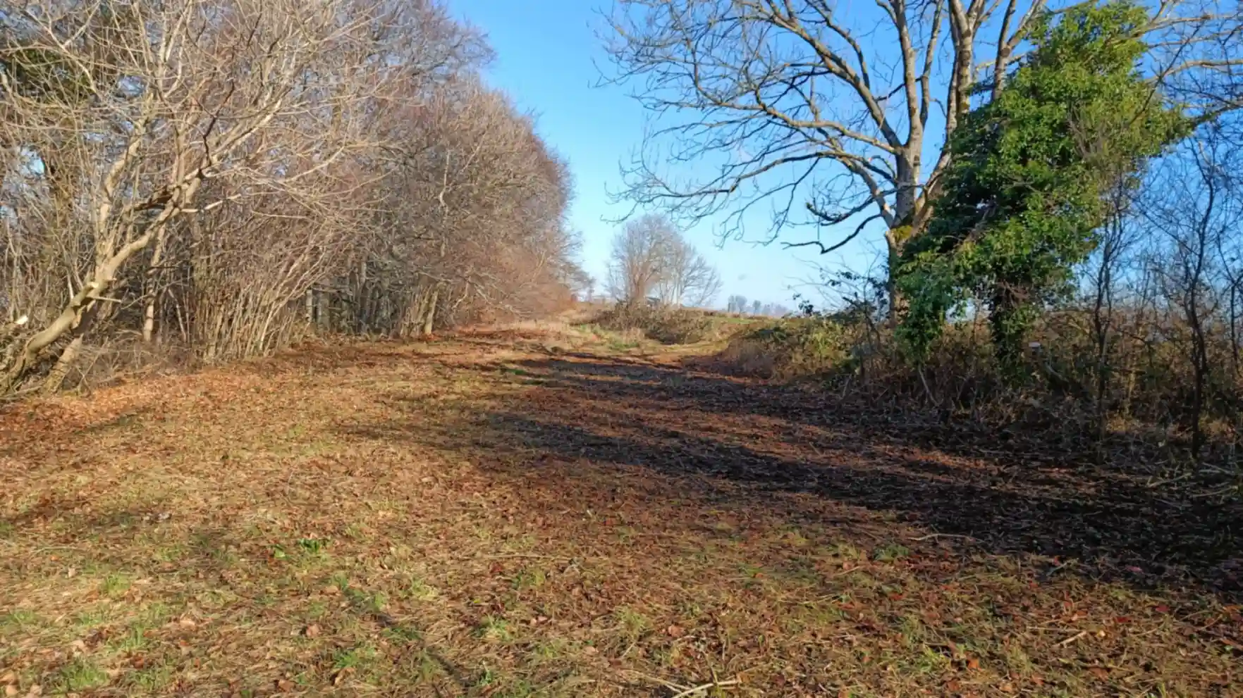 An open grassland with cut and raked grass with woodland to the left and scrub to the right