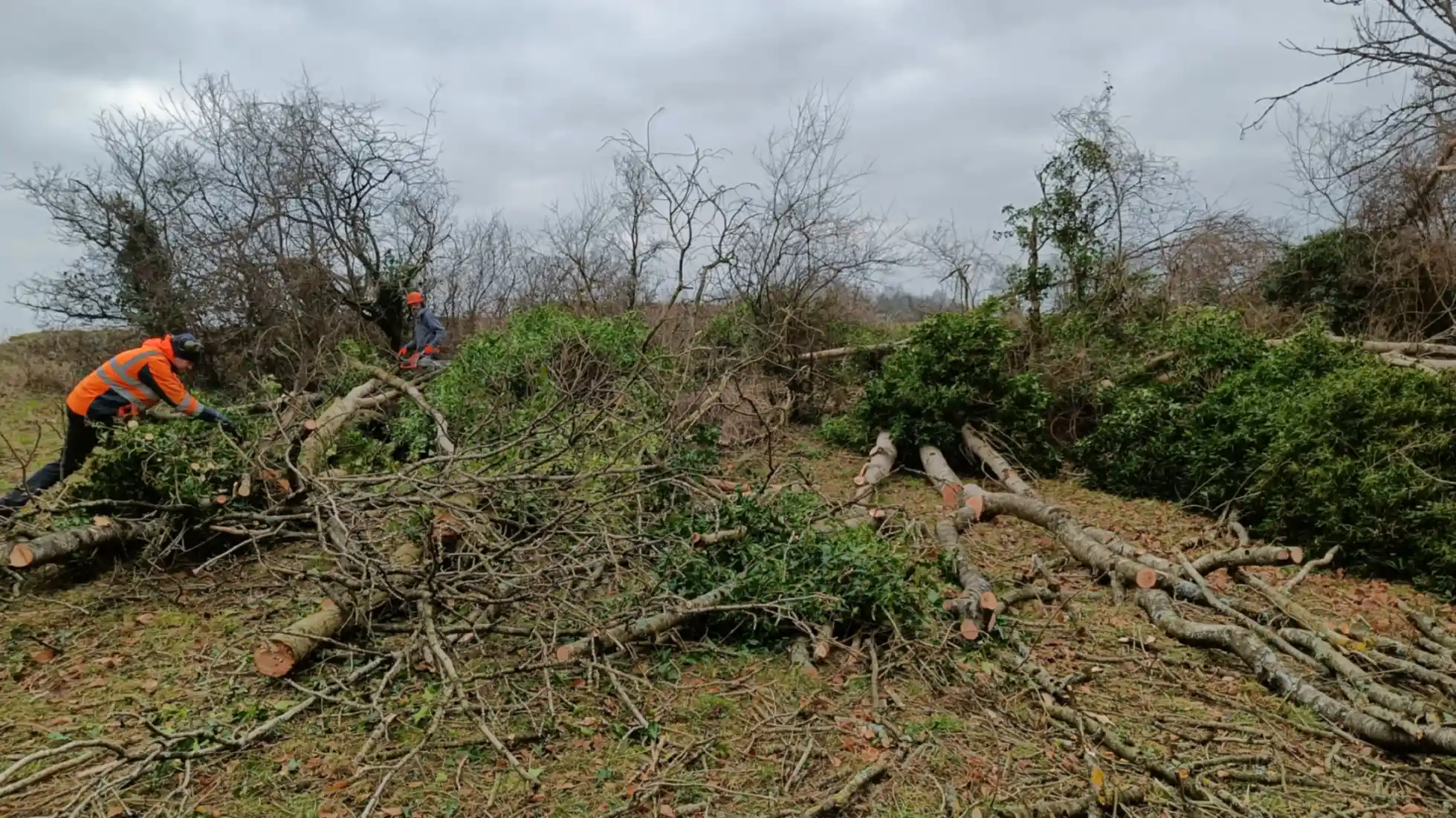 A large pile of felled trees and two men in hiviz PPE cutting them to size with a chainsaw