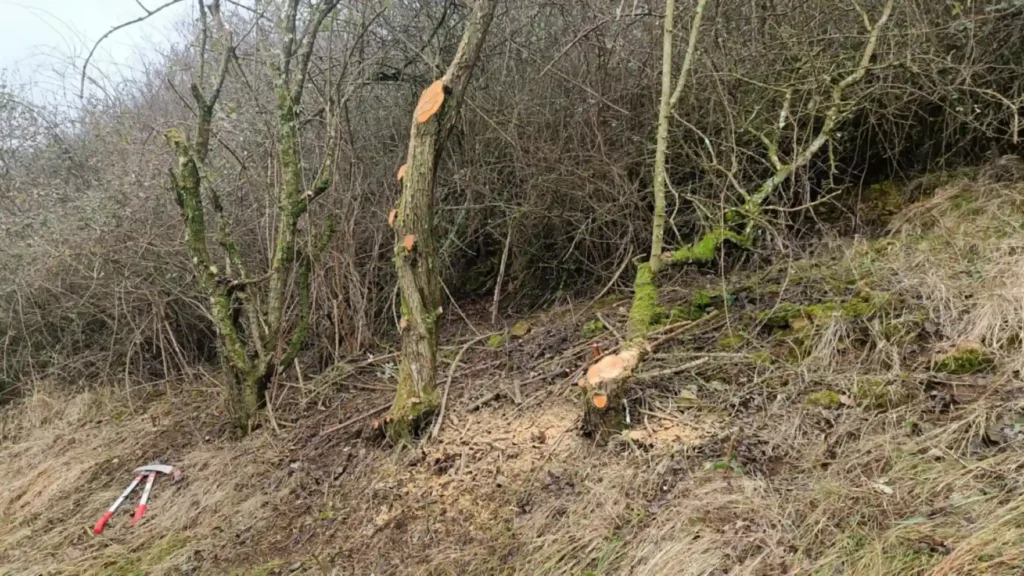 A steep grassland bank with pollarded trees at the top and dense scrub behind