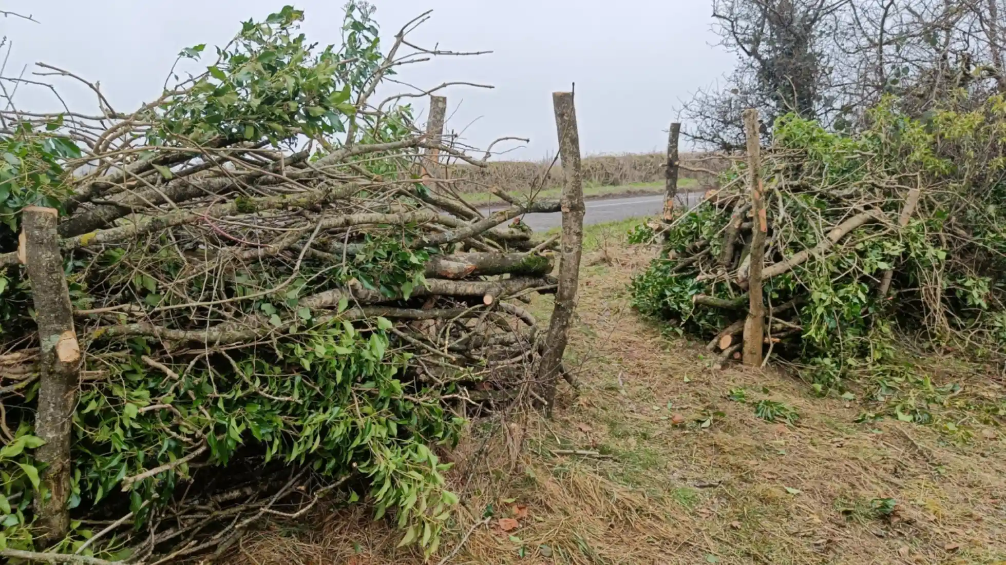 A dead hedge with a gap to allow a human to pass through