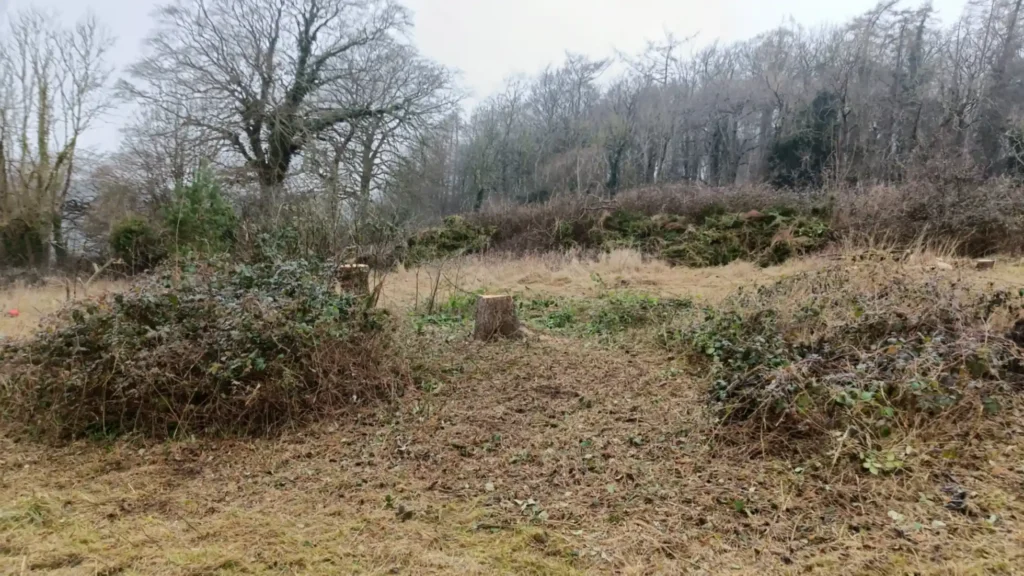 A clearing in a field with large tree stump and bramble to the side