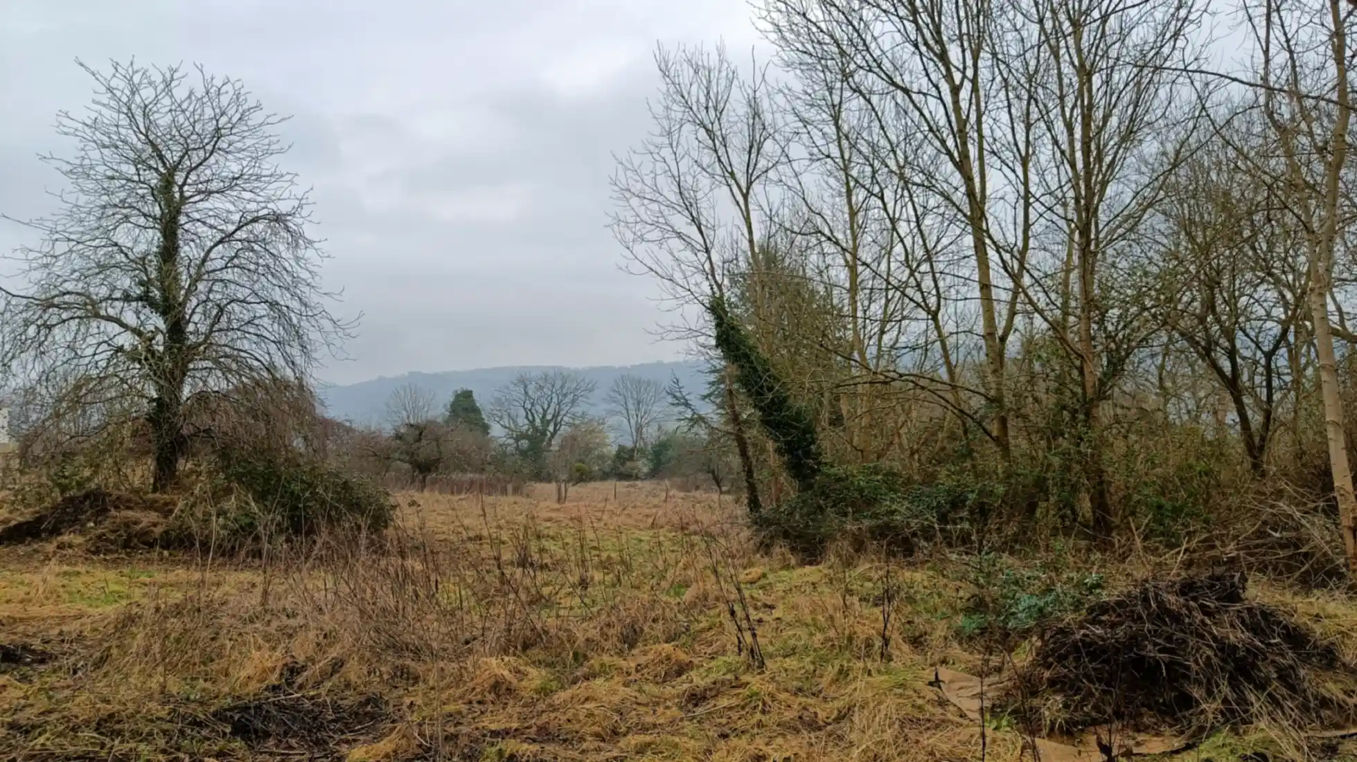 A rough scrubby grassland with a sweet chestnut to the left