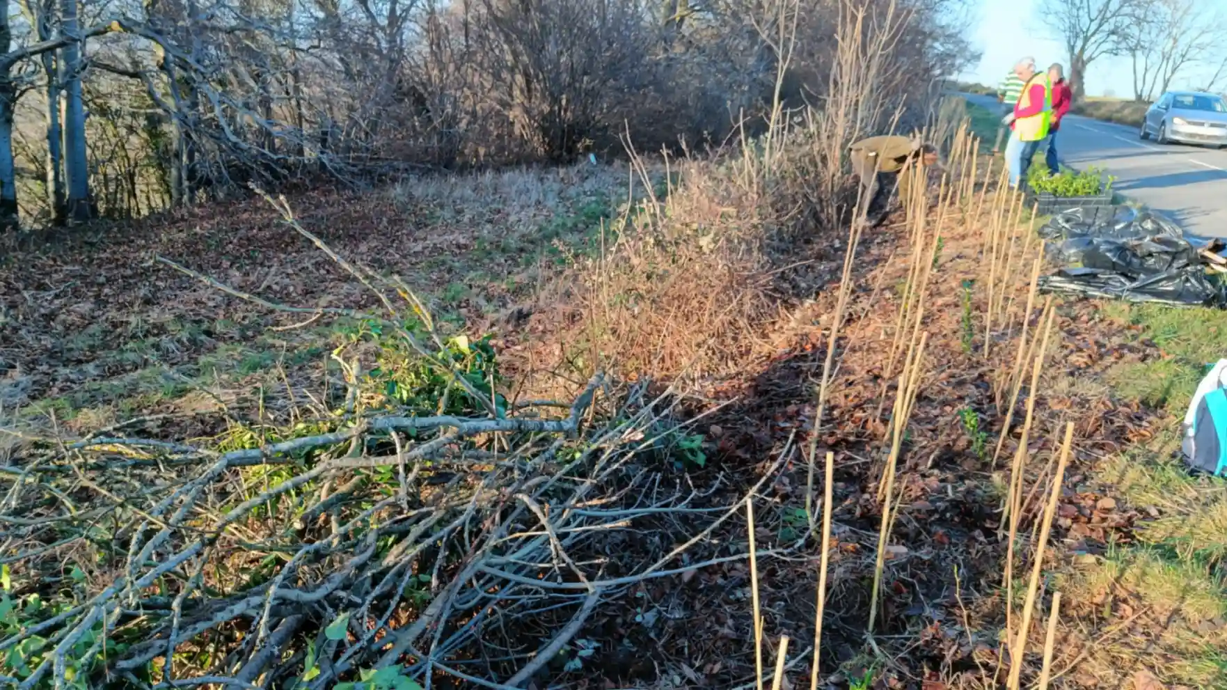 Sticks along a field boundary next to a road where hedges are going to be planted. Dead hedge on the left.