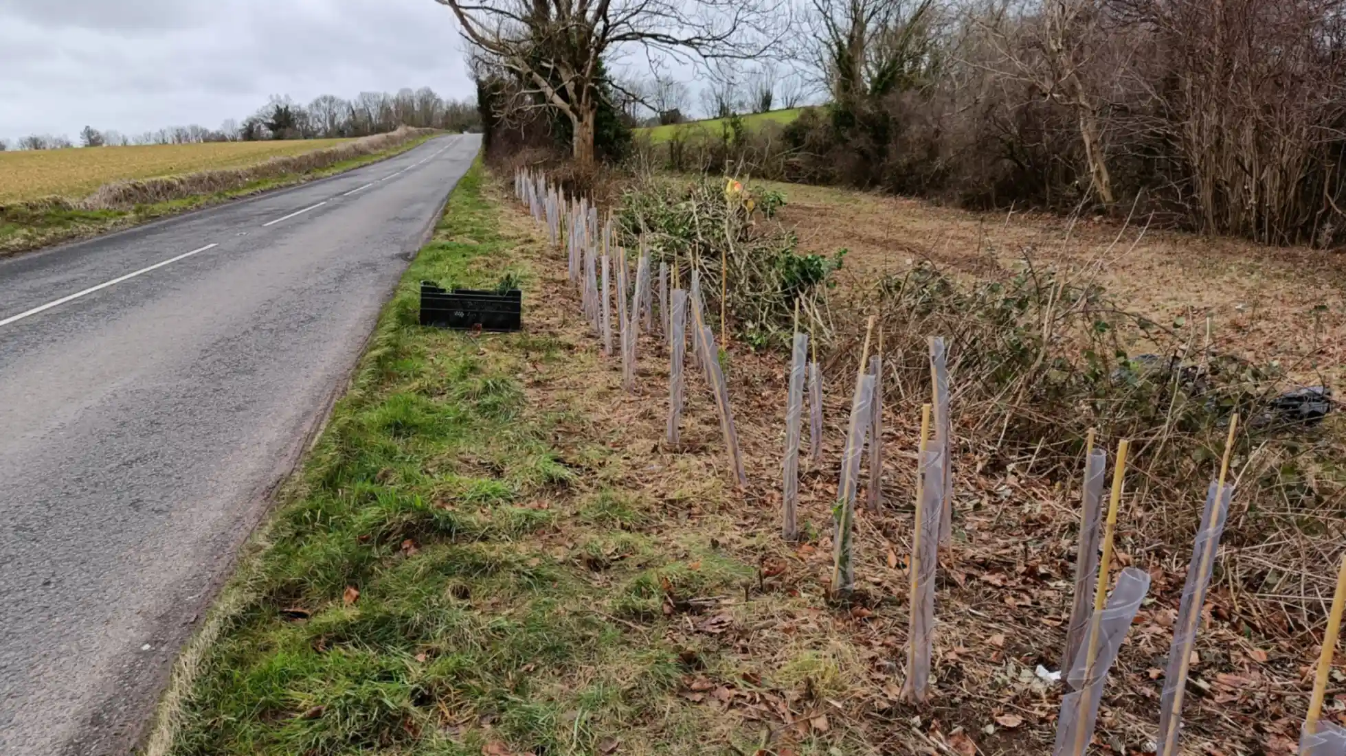 A new hedge planed with lots of canes and plastic spirals alongside a road
