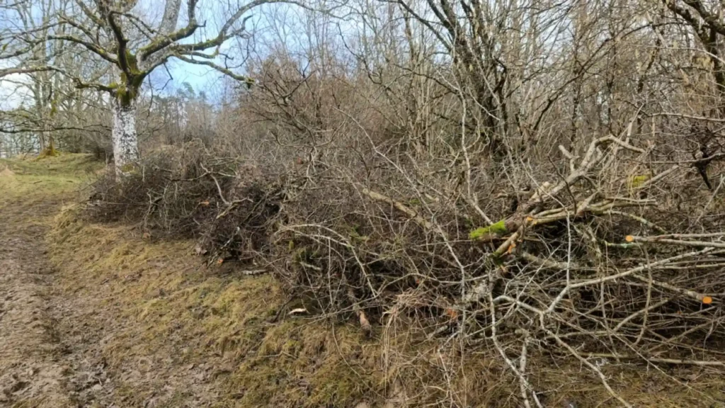 A large dead hedge next to a track
