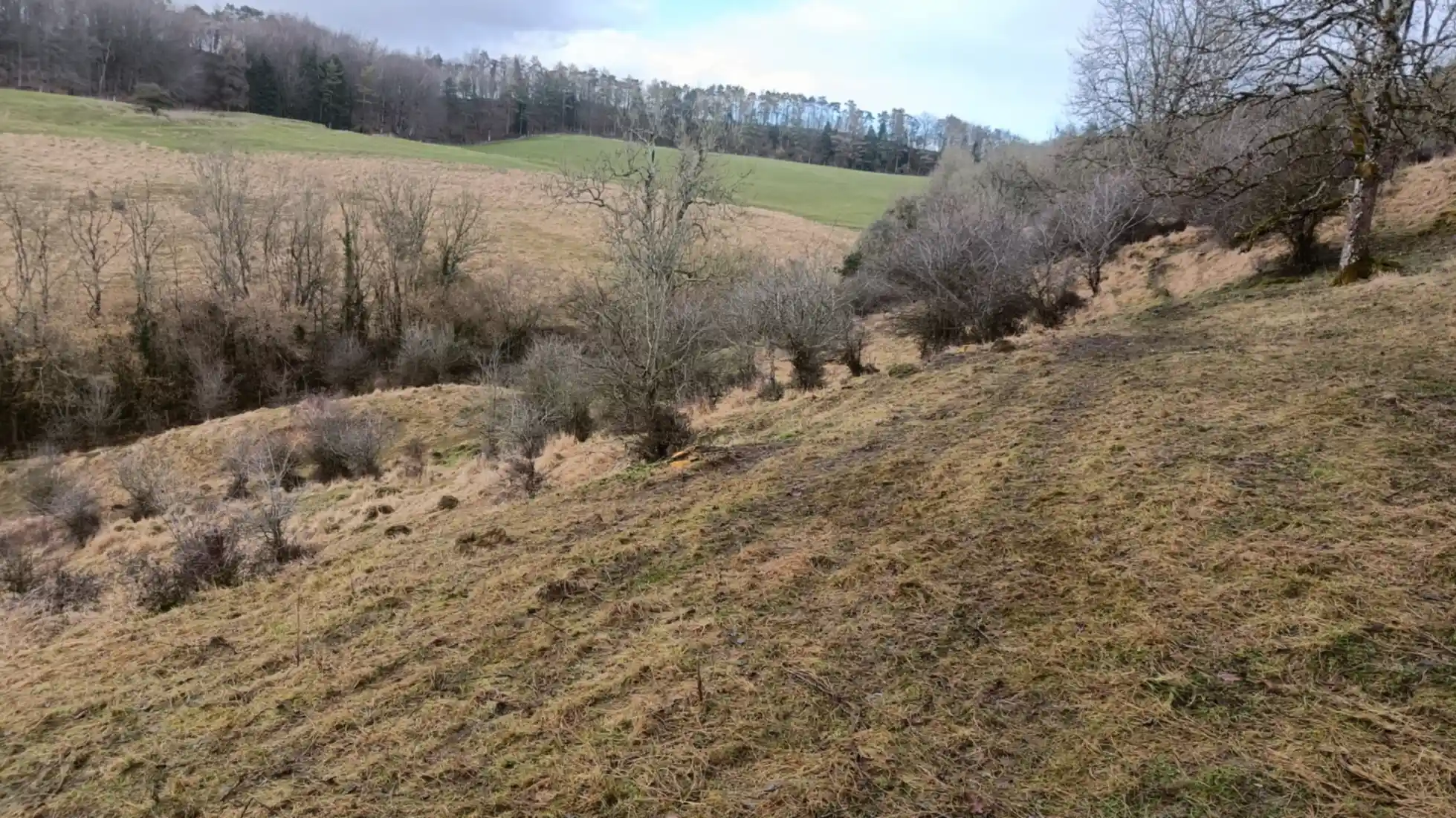 A grassland slope with some scrub trees removed on the upper part