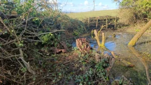 A pond with a dead hedge at the back and field beyond. Brash piles to the left and large willow trunks in the water.