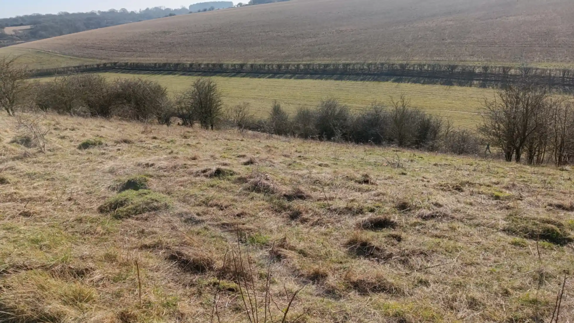 A steep grassland in a valley with cut scrub