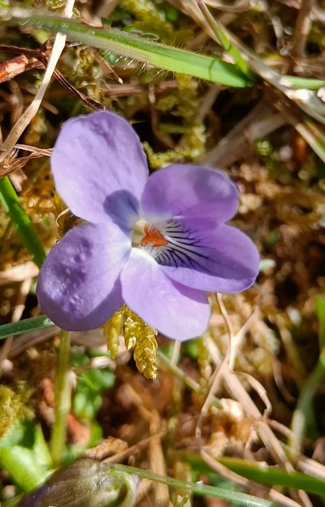 Close up picture of purple flower with five petals