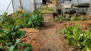 The inside of a polytunnel with a variety of leafy vegetables growing in the ground