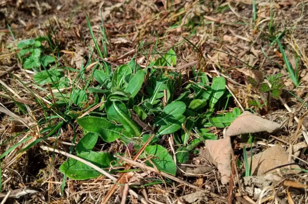 Close up of young field scabious leaves in bare patch