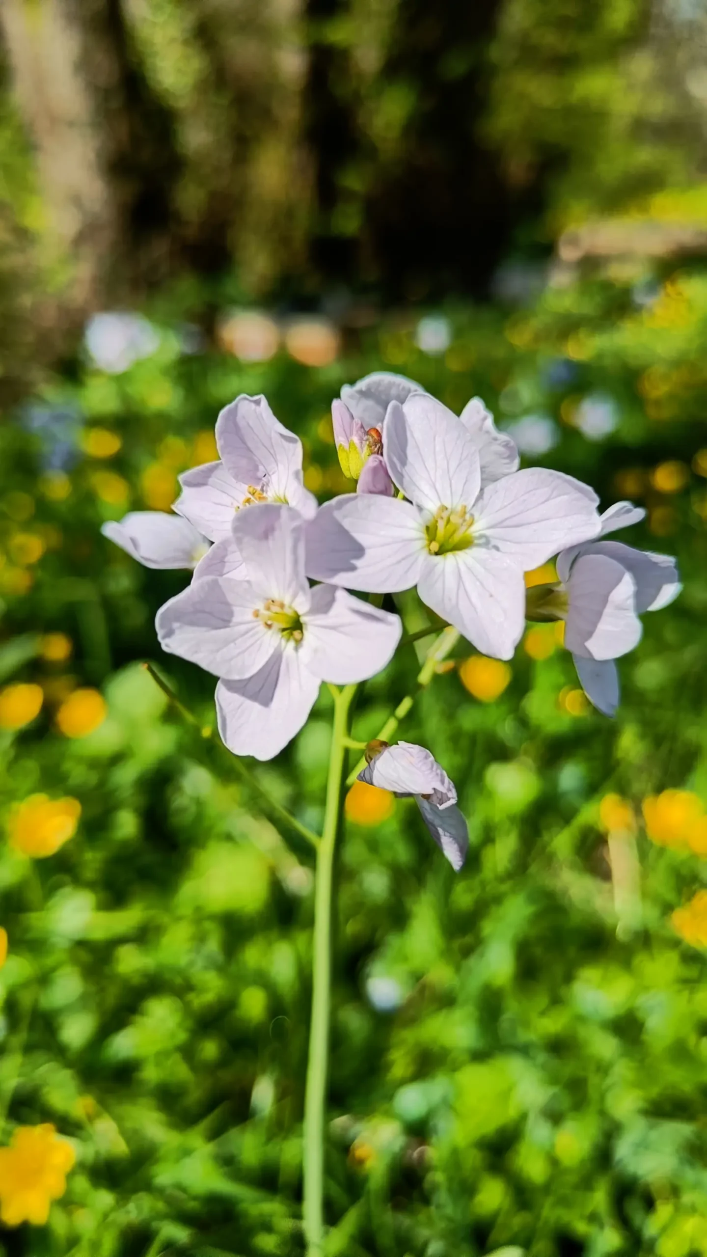 Cuckoo flower