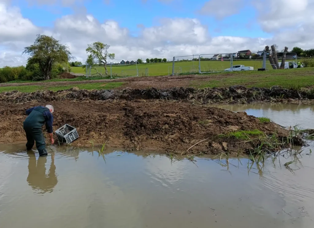 A man in waders in a pond planting vegetation on a small island in the middle