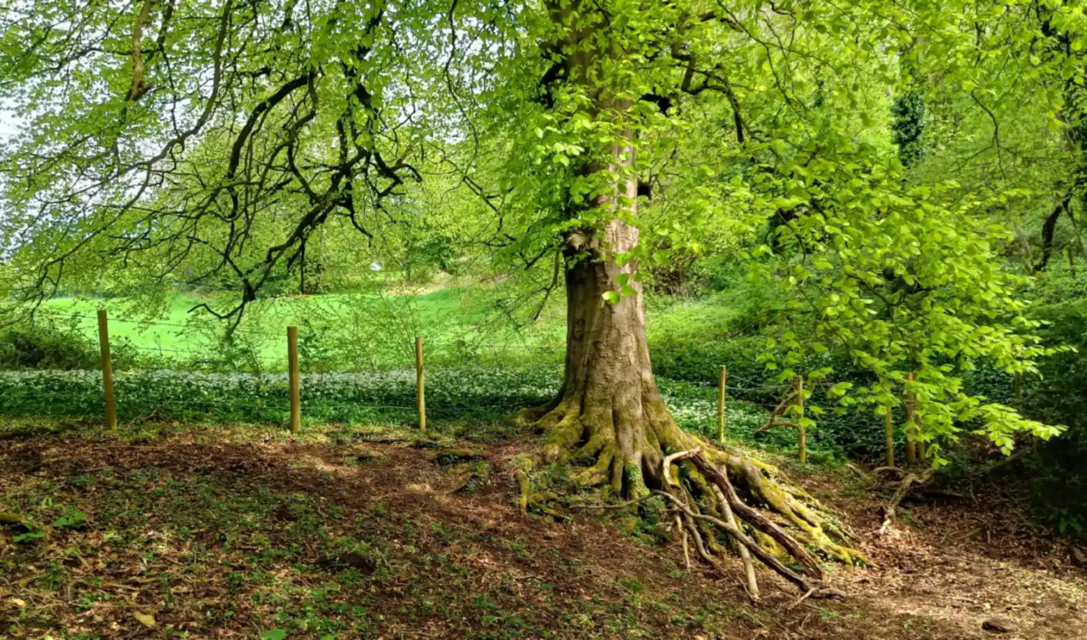 Beech tree and wild garlic
