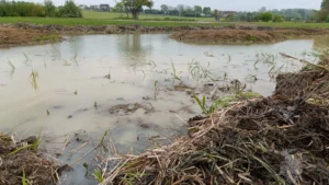 A pond with an island in the middle and several newly planted plants under the waterline