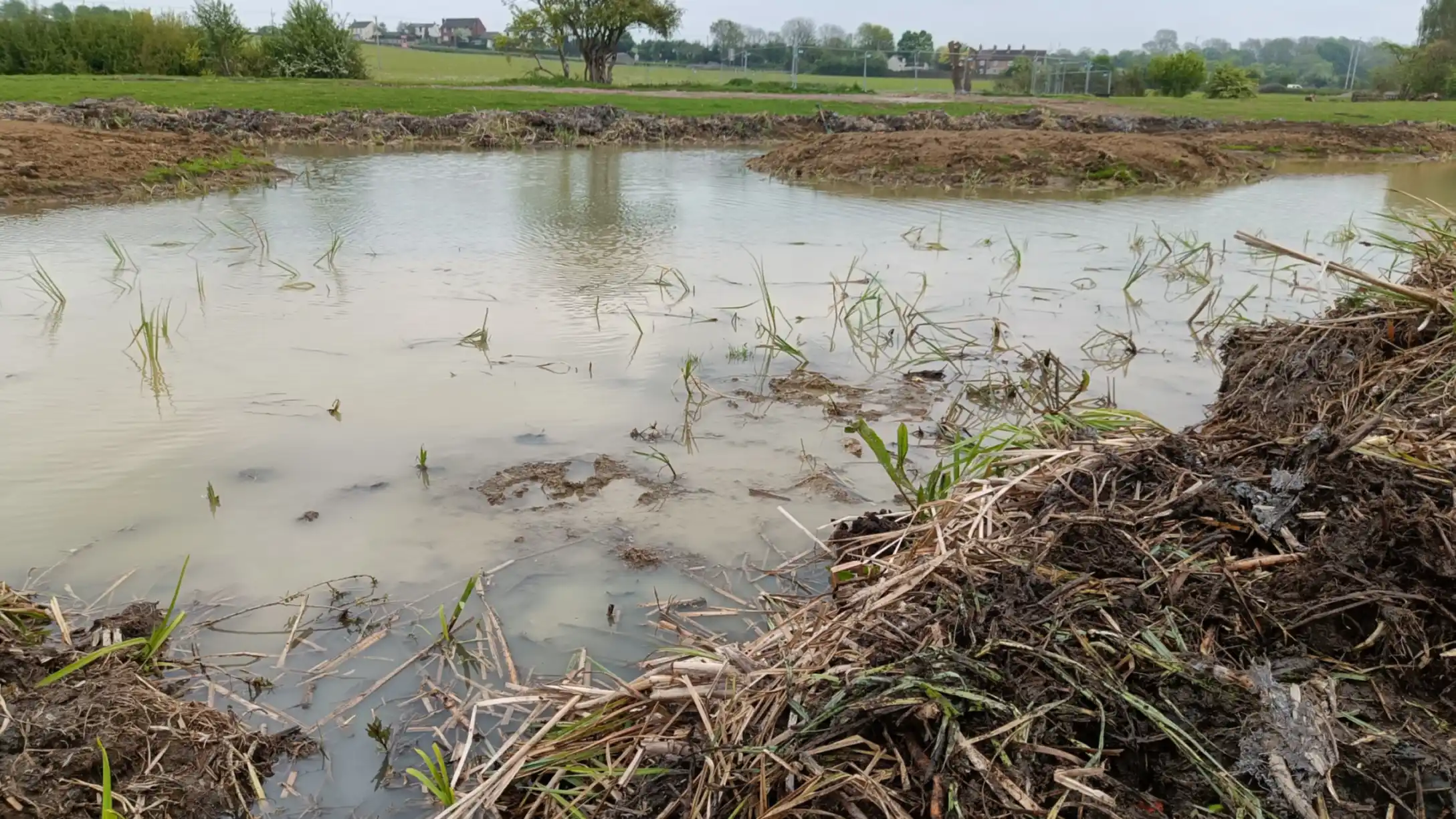 A pond with an island in the middle and several newly planted plants under the waterline