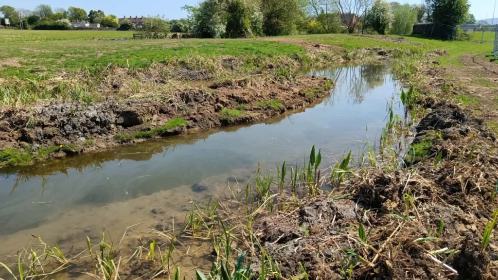 A shallow pond with new plants growing in the water