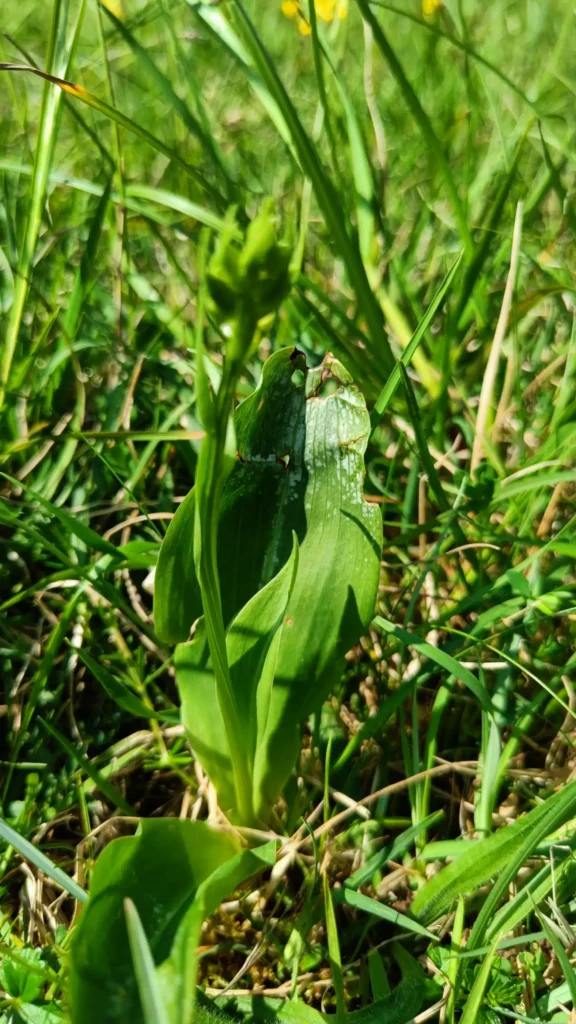 Close up of orchid leaves and stem in grass