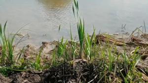 Tall young plants growing on the bank of a pond