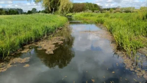 View up a river,bending to the left with thick vegetation both sides