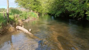 View up a river with low levels. An exposed branch on the river bed