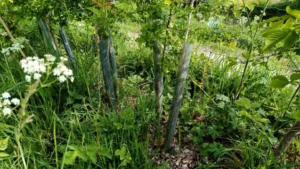 Young trees with plastic tree guards taken at the base