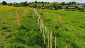 A young hedge with canes and spirals in between two stock proof fence and hills in the distance