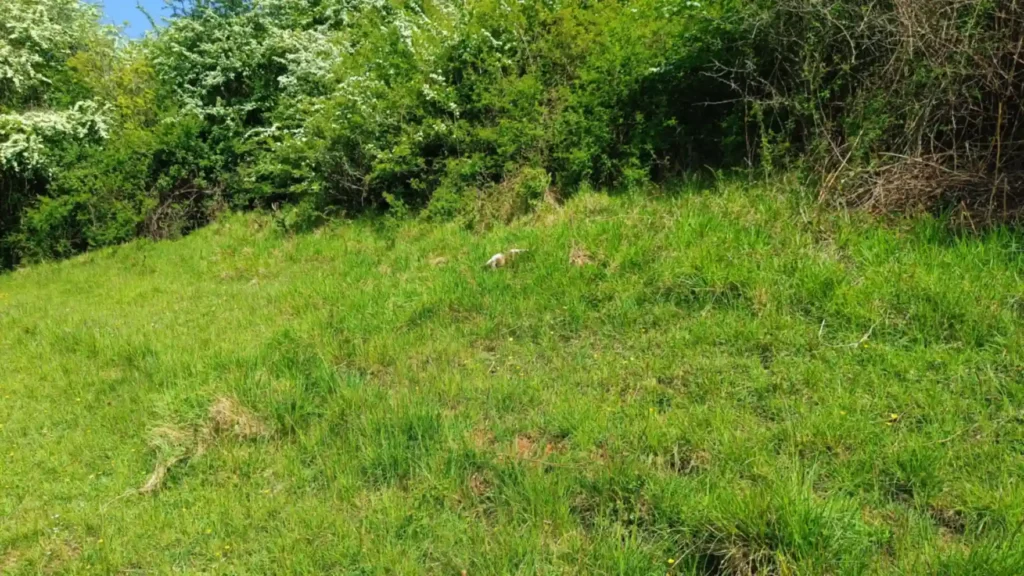 A glade cut into a woodland edge with grass growing