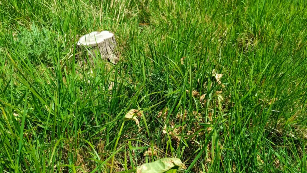 A stump in grasslands surrounded by yellowing plants