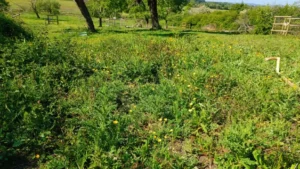 Looking down an orchard at ground level with rough grass and undesirable species growing