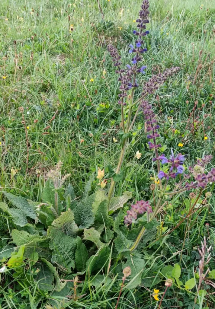 Close up of tall plant with purple flowers and broad leaves at stem