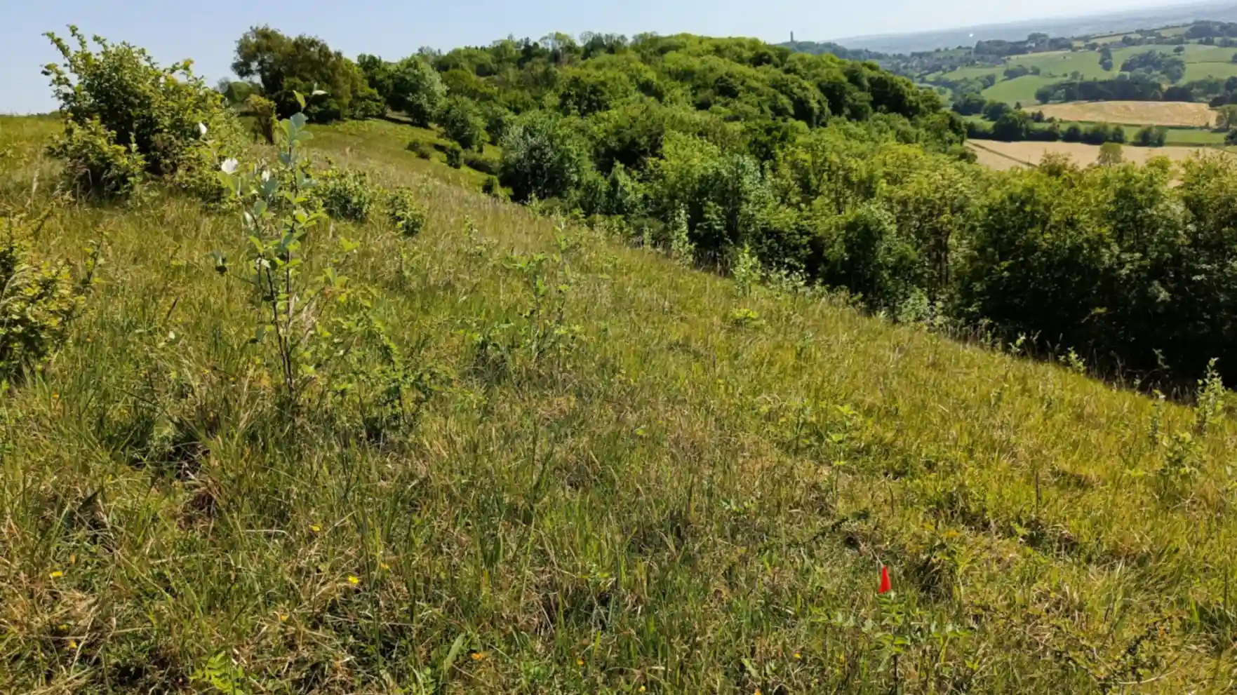 Rough steep grassland bank with wayfair tree shoots