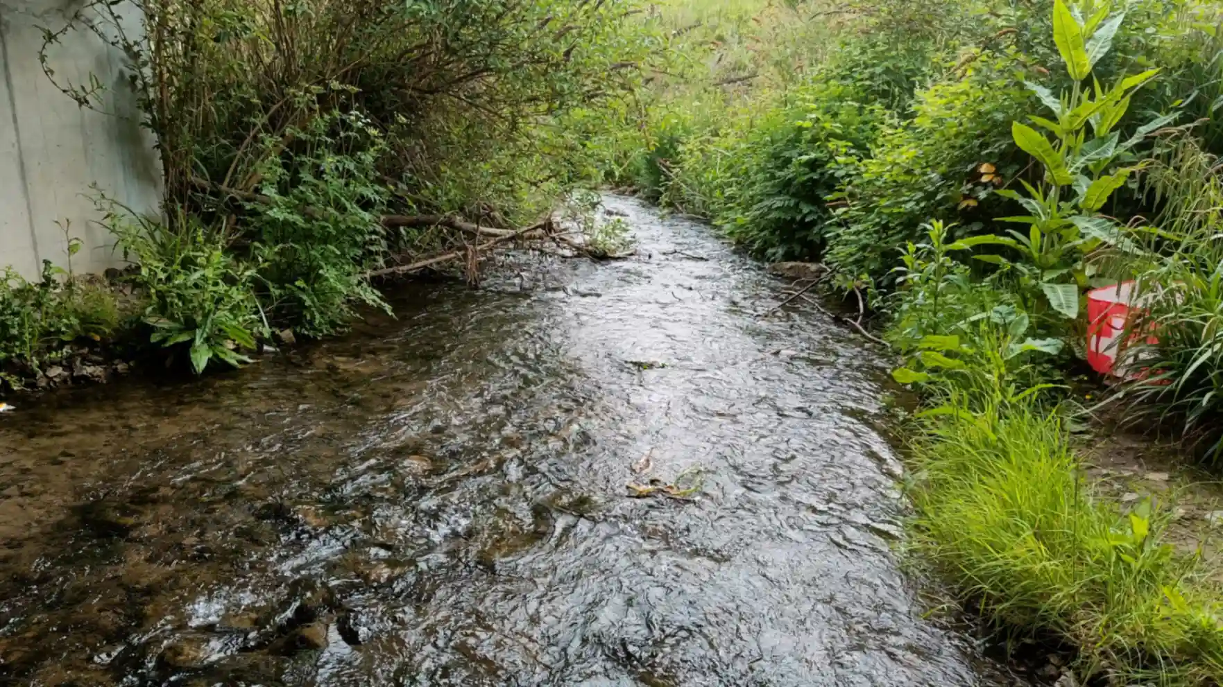 A fast flowing river bending to the left with vegetation on the bank on the right