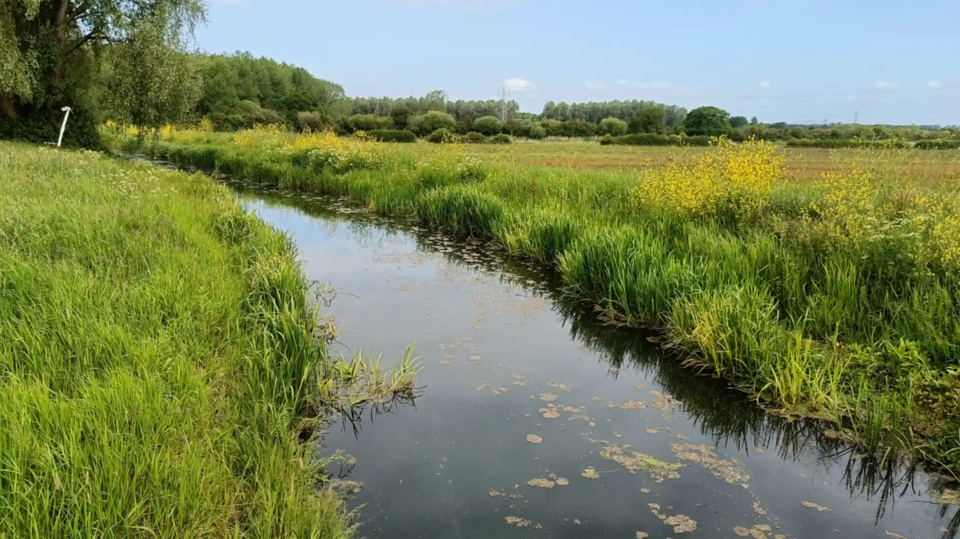 A small river with wild mustard flowering on the right hand side bank
