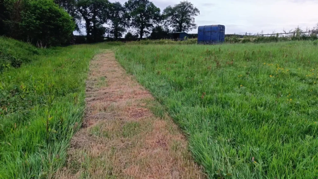 Green grass in a meadow with a cut brown path through it