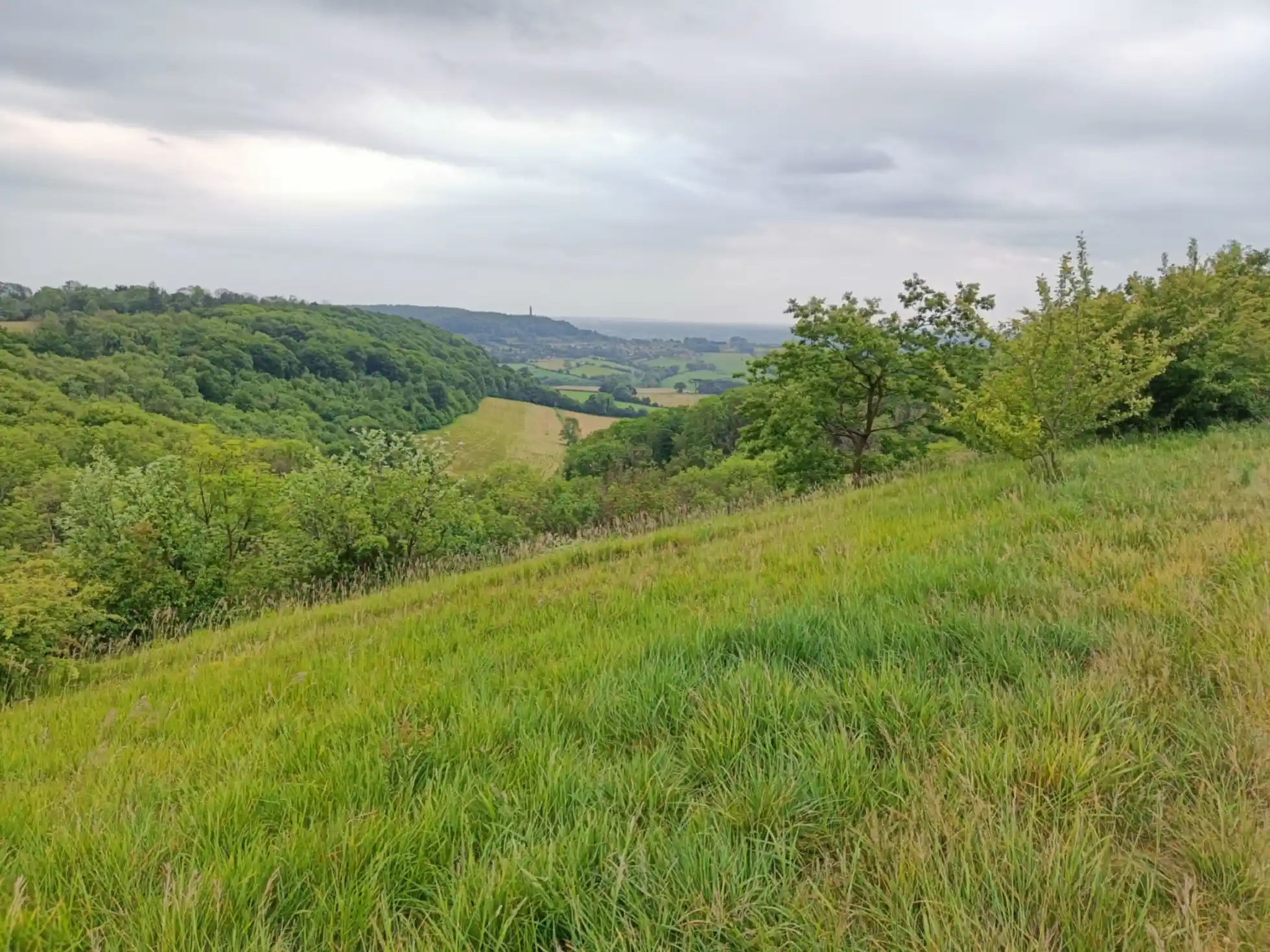Steep sided valley with species rich grassland on hear slope and trees in the distance